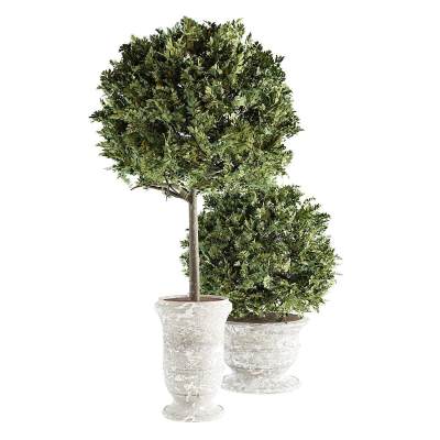 现代植物盆栽-47